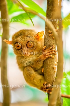 さる 楽しみ かわいい メガネザル の画像素材 陸の動物 生き物の写真素材ならイメージナビ