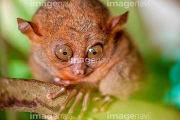 さる 楽しみ かわいい メガネザル の画像素材 陸の動物 生き物の写真素材ならイメージナビ