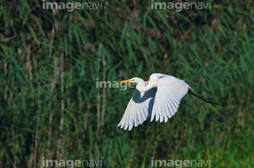 鳥 飛ぶ 空 自然 人物 イラスト サギ 鳥類 ロイヤリティフリー の画像素材 鳥類 生き物の写真素材ならイメージナビ