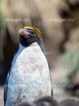 ペンギン イラスト マカロニペンギン ロイヤリティフリー 写真 の画像素材 鳥類 生き物の写真素材ならイメージナビ