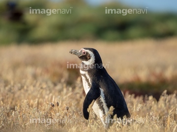 ペンギン イラスト マゼランペンギン 細長い ロイヤリティフリー の画像素材 海の動物 生き物の写真素材ならイメージナビ