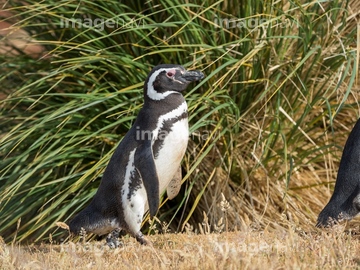 ペンギン イラスト マゼランペンギン ダイナミック 勢い ロイヤリティフリー の画像素材 海の動物 生き物の写真素材ならイメージナビ