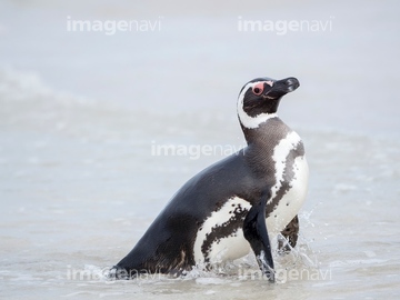 ペンギン イラスト マゼランペンギン ダイナミック 勢い ロイヤリティフリー の画像素材 海の動物 生き物の写真素材ならイメージナビ