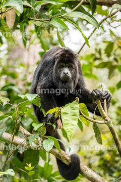 ホエザル の画像素材 陸の動物 生き物の写真素材ならイメージナビ