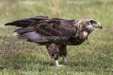 鷲 アフリカソウゲンワシ ロイヤリティフリー の画像素材 鳥類 生き物の写真素材ならイメージナビ