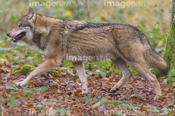 狼 走る の画像素材 陸の動物 生き物の写真素材ならイメージナビ