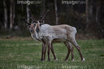 トナカイ の画像素材 自然 風景 イラスト Cgの写真素材ならイメージナビ