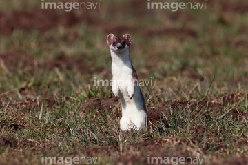 オコジョ かわいい の画像素材 陸の動物 生き物の写真素材ならイメージナビ