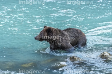 小熊 の画像素材 陸の動物 生き物の写真素材ならイメージナビ