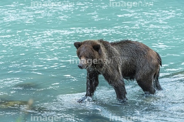 小熊 の画像素材 陸の動物 生き物の写真素材ならイメージナビ