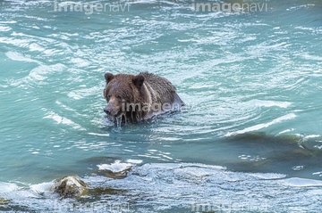 小熊 の画像素材 陸の動物 生き物の写真素材ならイメージナビ