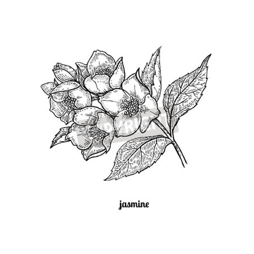 ハーブ ジャスミン ナチュラル ロイヤリティフリー イラスト の画像素材 その他植物 花 植物のイラスト素材ならイメージナビ