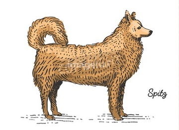 小型犬 イラスト スピッツ の画像素材 生き物 イラスト Cgのイラスト素材ならイメージナビ