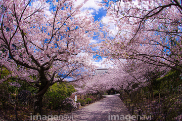 桜並木 桜のトンネル 和風 ロイヤリティフリー の画像素材 春 夏の行事 行事 祝い事の写真素材ならイメージナビ