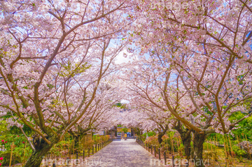 桜並木 桜のトンネル 和風 ロイヤリティフリー の画像素材 春 夏の行事 行事 祝い事の写真素材ならイメージナビ