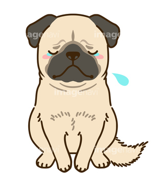 犬 かわいい パグ イラスト の画像素材 生き物 イラスト Cgのイラスト素材ならイメージナビ