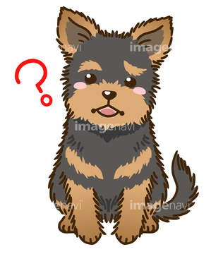 犬のイラスト特集 ヨークシャーテリア イラスト の画像素材 生き物 イラスト Cgのイラスト素材ならイメージナビ
