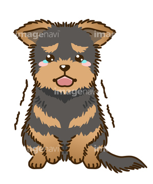 犬のイラスト特集 ヨークシャーテリア イラスト の画像素材 生き物 イラスト Cgのイラスト素材ならイメージナビ