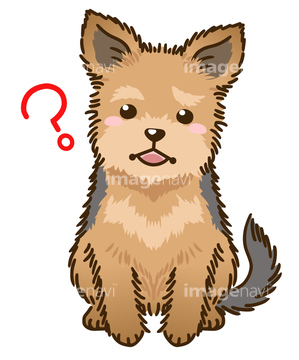 犬のイラスト特集 ヨークシャーテリア イラスト の画像素材 生き物 イラスト Cgのイラスト素材ならイメージナビ