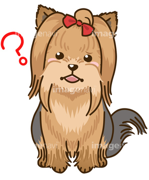 犬のイラスト特集 ヨークシャーテリア イラスト の画像素材 生き物 イラスト Cgのイラスト素材ならイメージナビ