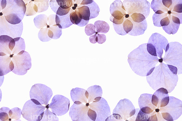 押し花 罫線 ロイヤリティフリー の画像素材 花 植物の写真素材ならイメージナビ