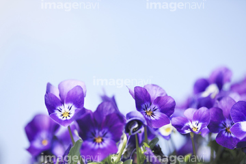 スミレ の画像素材 花 植物の写真素材ならイメージナビ