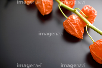 鬼灯 夏 の画像素材 その他植物 花 植物の写真素材ならイメージナビ