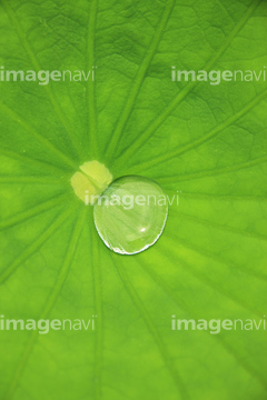 ハスの葉 の画像素材 葉 花 植物の写真素材ならイメージナビ