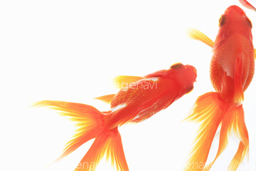 金魚 ワキン の画像素材 魚類 生き物の写真素材ならイメージナビ