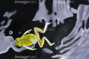 カエル 両生類 水面 波紋 模様 の画像素材 爬虫類 両生類 生き物の写真素材ならイメージナビ