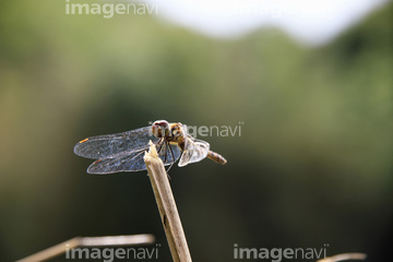 赤トンボ の画像素材 虫 昆虫 生き物の写真素材ならイメージナビ