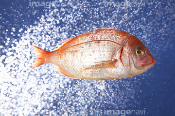 魚 泳ぐ 鮮魚 の画像素材 和食 食べ物の写真素材ならイメージナビ