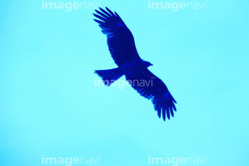 鳥 飛ぶ 空 自然 人物 イラスト シルエット 猛禽類 ロイヤリティフリー の画像素材 鳥類 生き物の写真素材ならイメージナビ