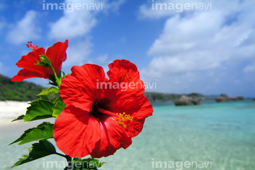 ハイビスカス 海 沖縄県 綺麗 の画像素材 日本 国 地域の写真素材ならイメージナビ