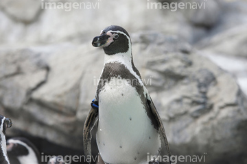 ペンギン イラスト フンボルトペンギン ロイヤリティフリー の画像素材 鳥類 生き物の写真素材ならイメージナビ