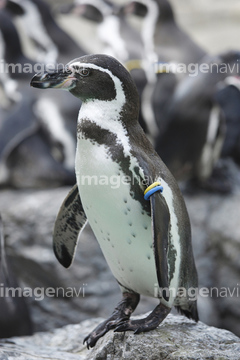 ペンギン イラスト フンボルトペンギン ロイヤリティフリー の画像素材 鳥類 生き物の写真素材ならイメージナビ