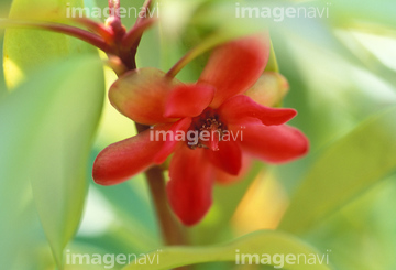 イリシウム ランセオラツム の画像素材 写真素材ならイメージナビ