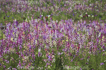 リナリア の画像素材 花 植物の写真素材ならイメージナビ