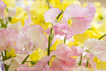 スイートピー 綺麗 カラフル の画像素材 花 植物の写真素材ならイメージナビ