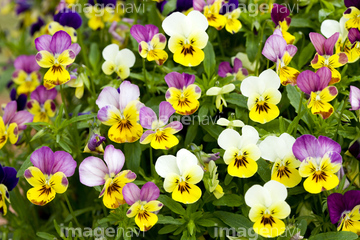 スミレ 花畑 カラフル かわいい の画像素材 花 植物の写真素材ならイメージナビ