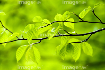 ミヤマハンノキ の画像素材 葉 花 植物の写真素材ならイメージナビ