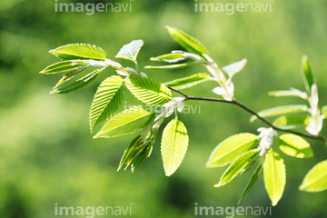 ミヤマハンノキ の画像素材 葉 花 植物の写真素材ならイメージナビ