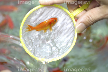 金魚すくい の画像素材 春 夏の行事 行事 祝い事の写真素材ならイメージナビ