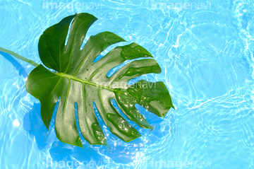 モンステラ の画像素材 その他植物 花 植物の写真素材ならイメージナビ
