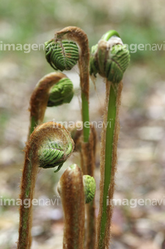 ゼンマイ 植物の名前 の画像素材 健康管理 ライフスタイルの写真素材ならイメージナビ