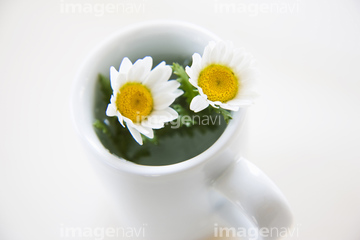 菊 生け花 フラワーアレンジメント ノースポール 菊 の画像素材 花 植物の写真素材ならイメージナビ