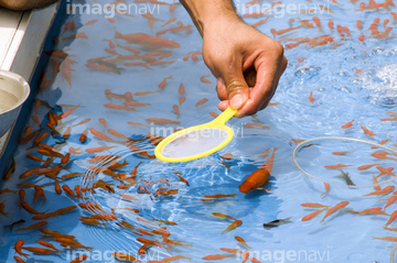 金魚すくい の画像素材 春 夏の行事 行事 祝い事の写真素材ならイメージナビ