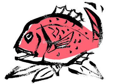 鯛 イラスト の画像素材 生き物 イラスト Cgのイラスト素材ならイメージナビ