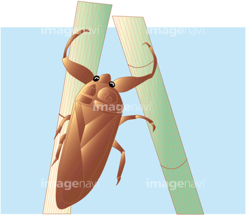 タガメ の画像素材 テーマ イラスト Cgの写真素材ならイメージナビ