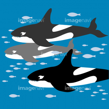 シャチ の画像素材 海の動物 生き物の写真素材ならイメージナビ